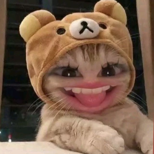 Ảnh meme mèo cười haha nhe răng lầy lội