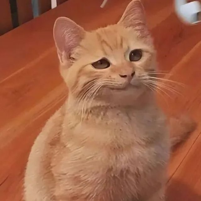 Ảnh meme mèo nhếch mép khinh thường