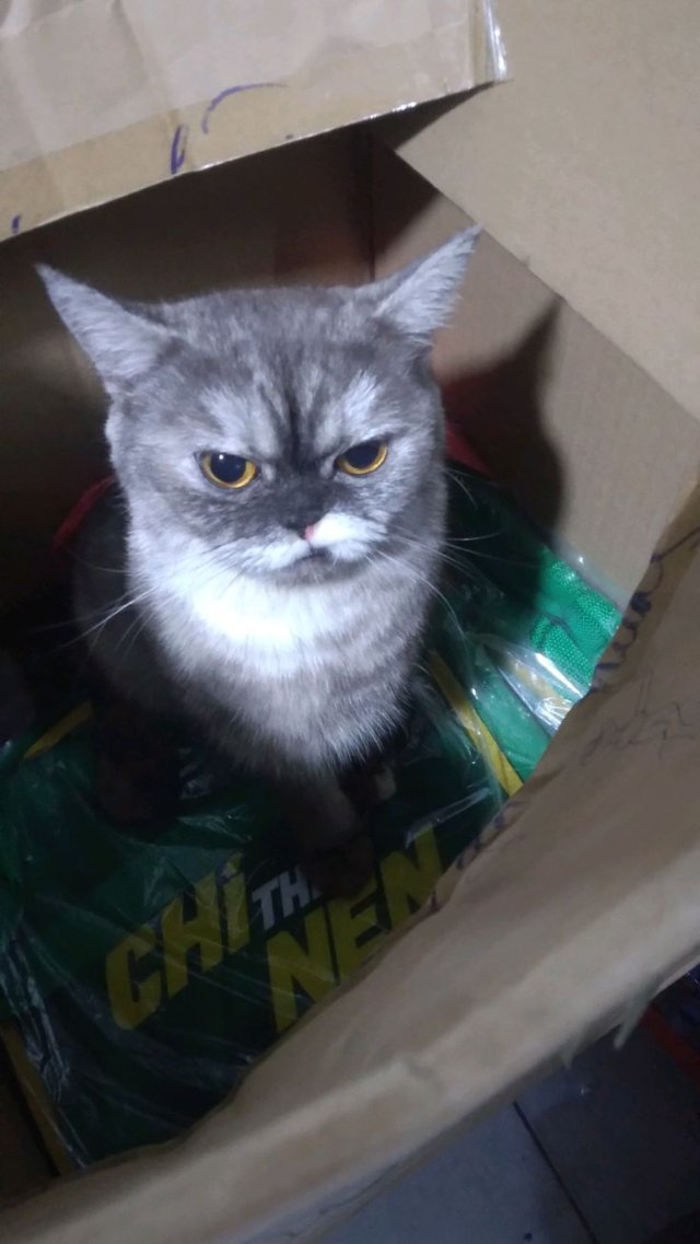 Ảnh meme mèo nhếch mép