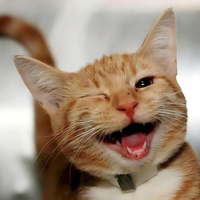 Ảnh mèo cười haha nhe hàm răng