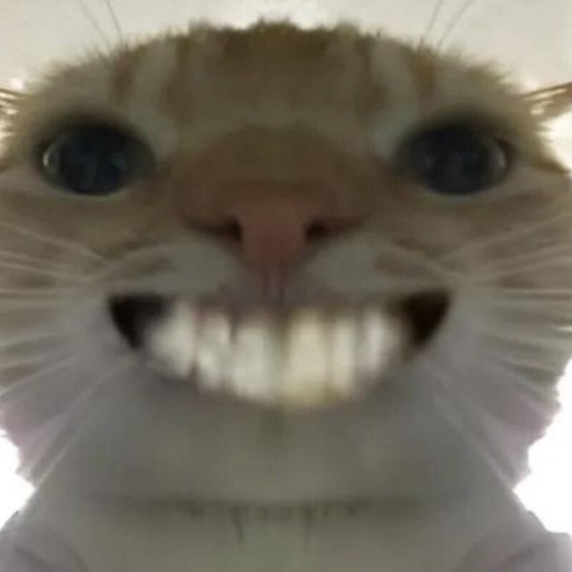 Ảnh mèo cười haha nhe răng