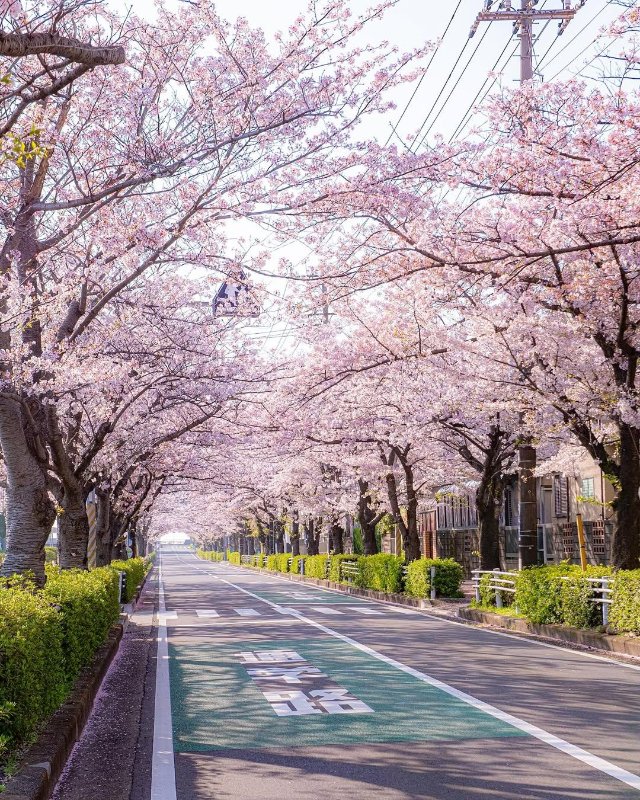 Ảnh phong cảnh Nhật Bản tuyệt đẹp