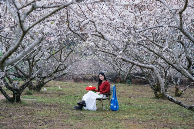 Ảnh thiên nhiên Mộc Châu đẹp nhất