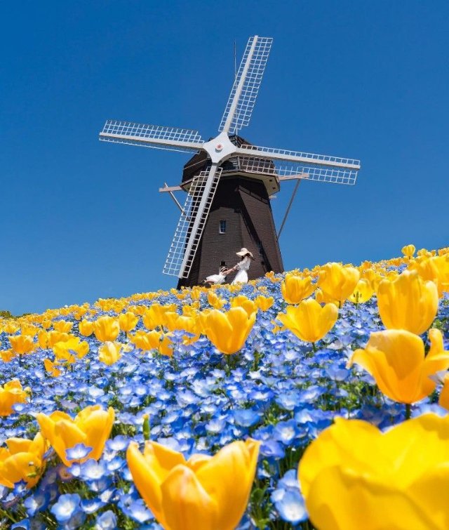 Ảnh thiên nhiên đẹp nhất từ đất nước Hà Lan