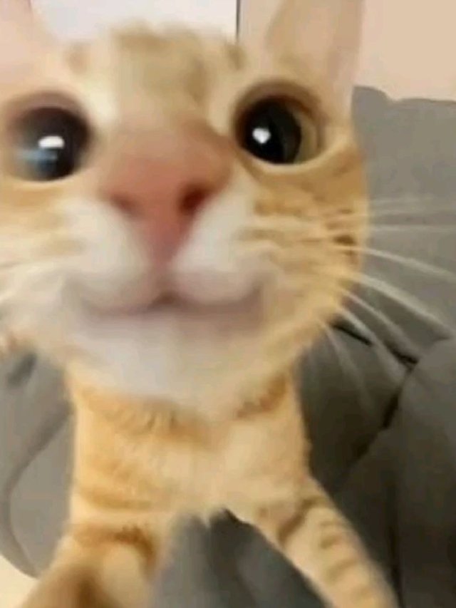 Các meme mèo hài hước viral mạng xã hội