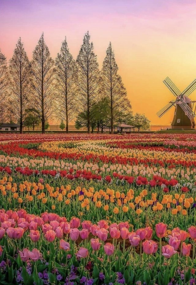 Hình ảnh hoa tuilip đẹp nhất tại Hà Lan
