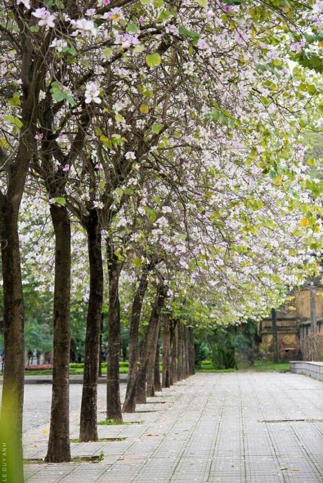 Hình ảnh những con đường cực đẹp trong thiên nhiên