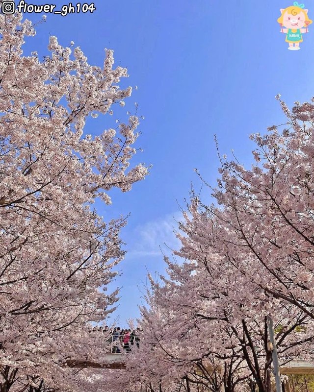 Hình ảnh phong cảnh Hàn Quốc tuyệt đẹp