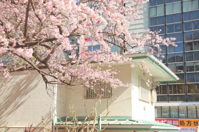 Hình ảnh phong cảnh Nhật Bản đẹp