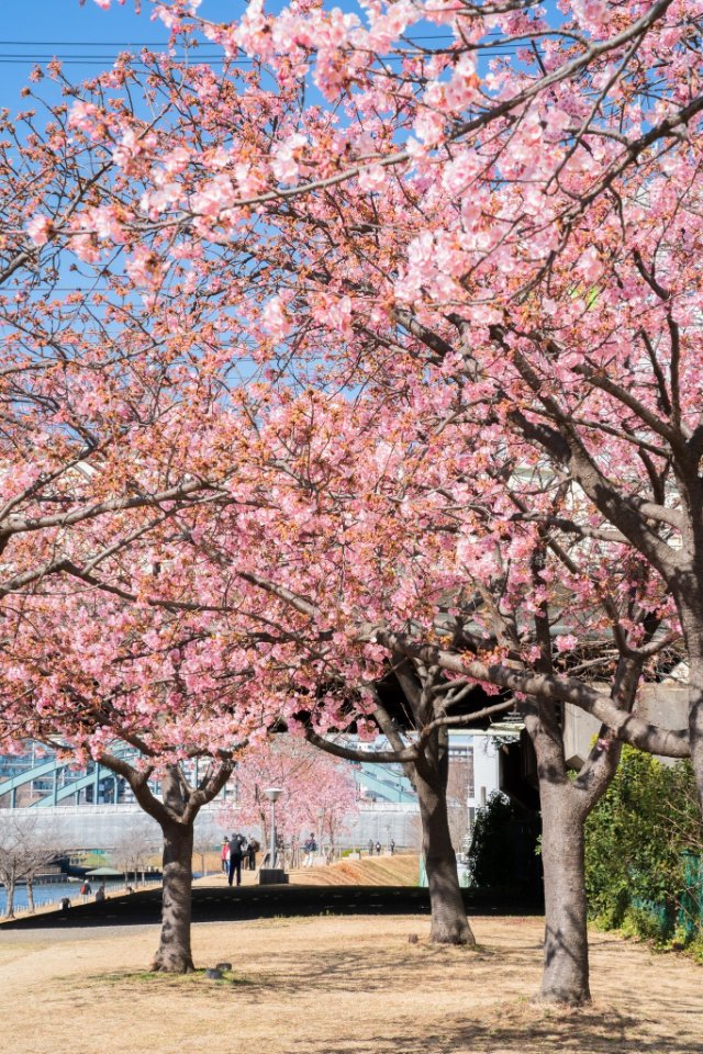 Hình ảnh phong cảnh Nhật Bản