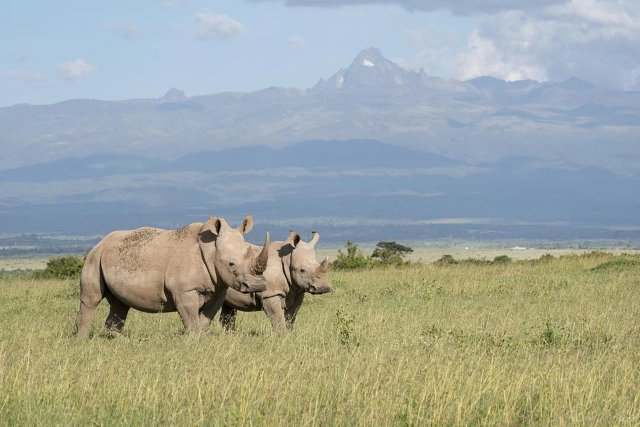 Hình ảnh thiên nhiên Châu Phi khu bảo tồn
