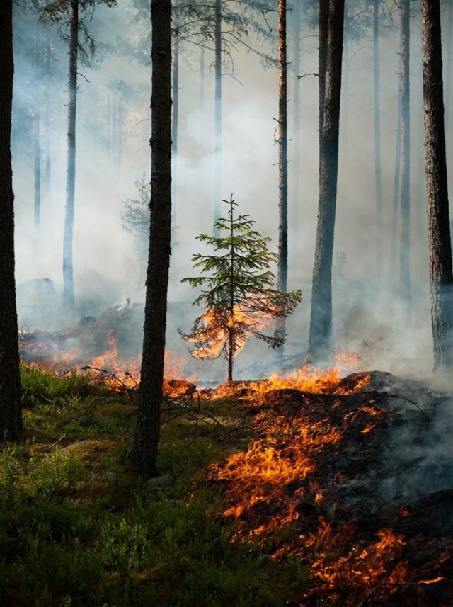 Hình ảnh thiên nhiên bị tàn phá bị cháy rừng mới