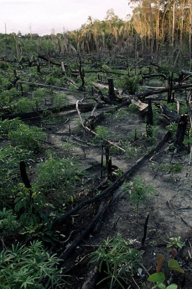 Hình ảnh thiên nhiên bị tàn phá hoang tàn