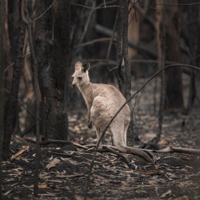 Hình ảnh thiên nhiên bị tàn phá trong rừng