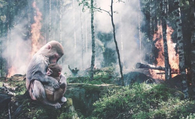 Hình ảnh thiên nhiên bị tàn phá và khỉ con