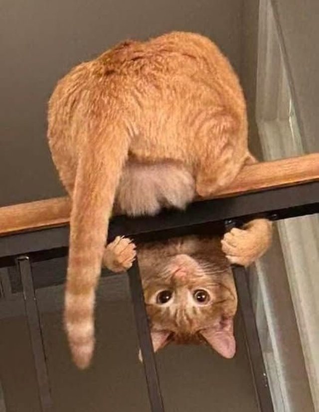 Hình meme mèo bựa quậy phá mọi thứ