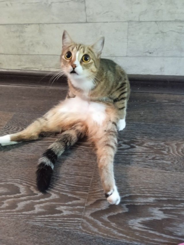 Hình meme mèo bựa trong những tư thế khó đỡ 2026