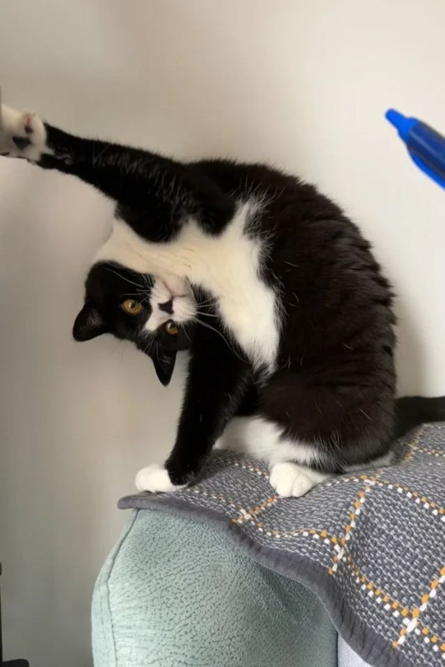 Hình meme mèo bựa trong những tư thế khó đỡ