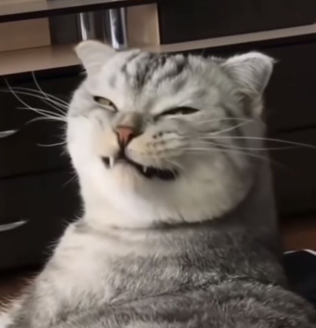 Hình meme mèo bựa với biểu cảm hài hước