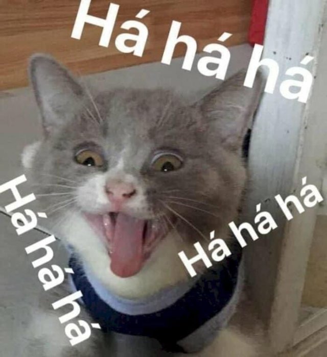 Hình meme mèo cười đểu haha