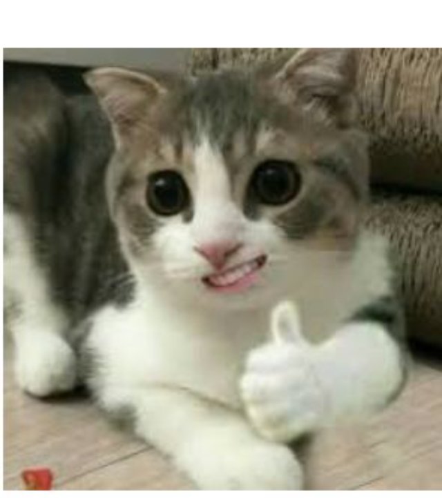 Hình meme mèo cười đểu ngầu