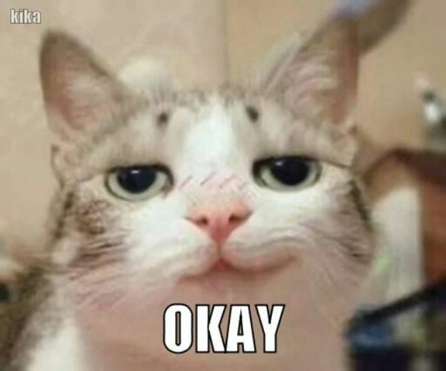 Hình meme mèo cười đểu nhếch mép