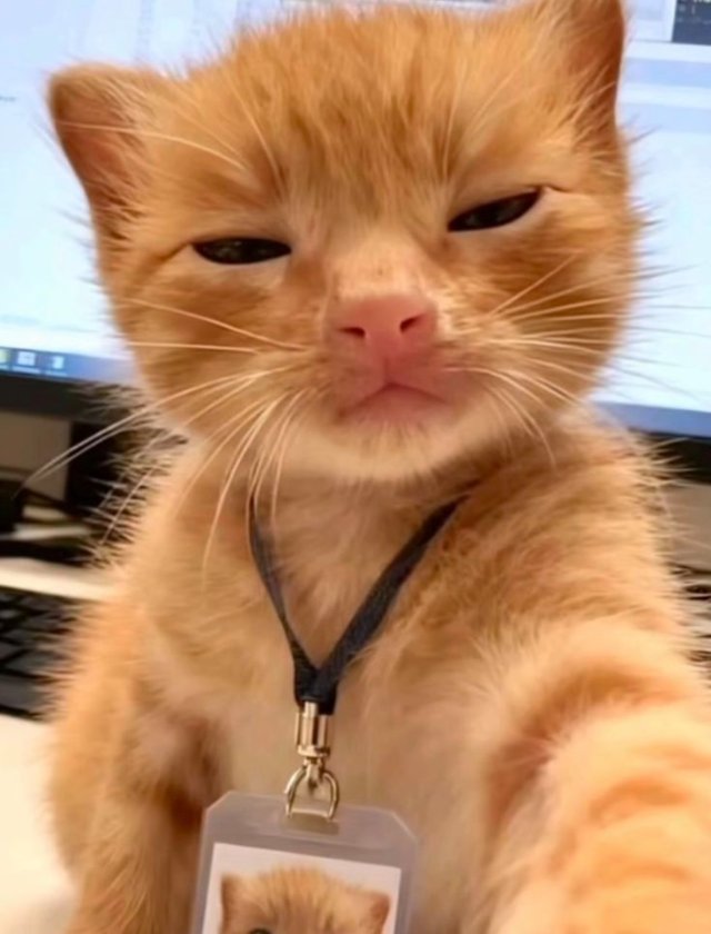 Hình mèo meme theo biểu cảm