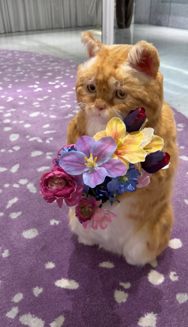 Hình mèo tặng hoa đáng yêu