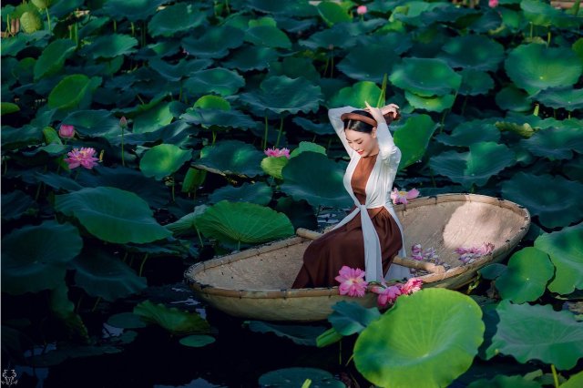 Hình nền phong cảnh thiên nhiên làng sen