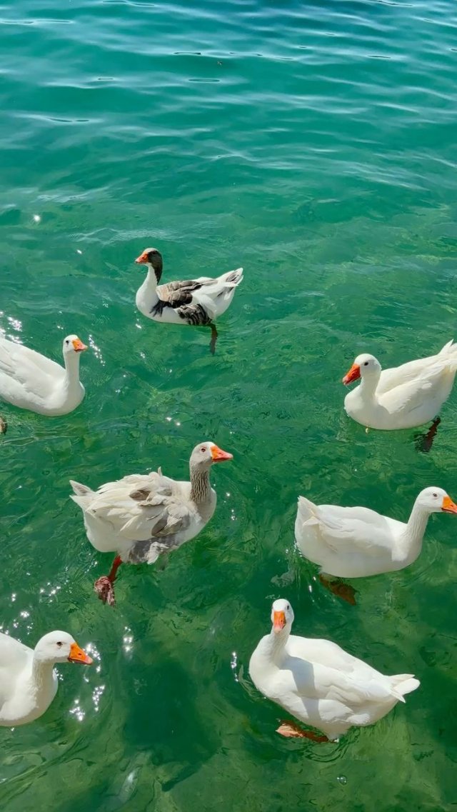 Hình nền thiên nhiên đẹp động vật