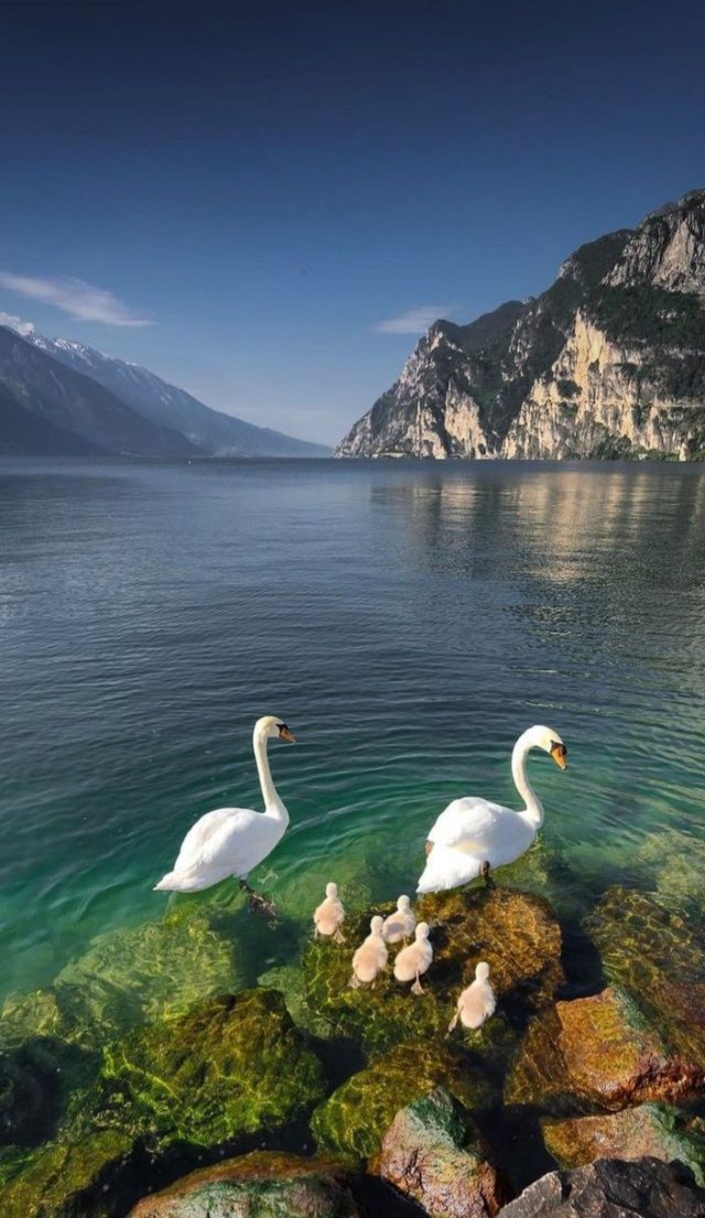 Hình nền thiên nhiên đẹp về động vật