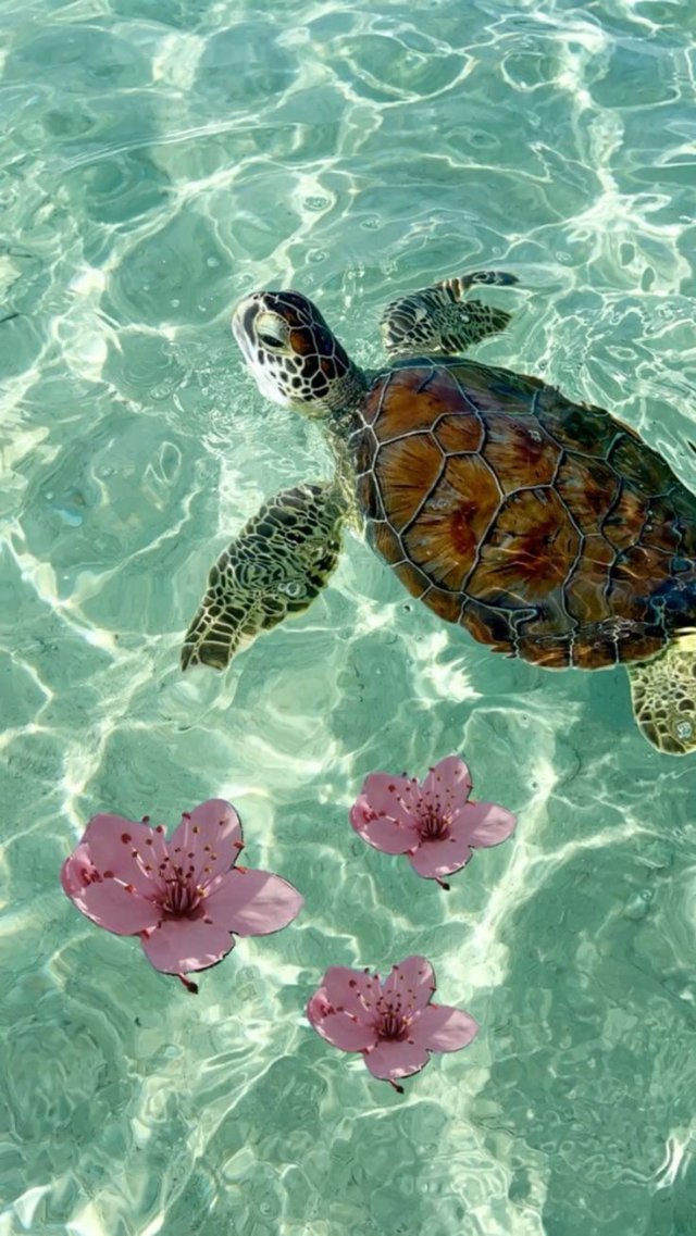 Hình nền thiên nhiên đẹp về rùa