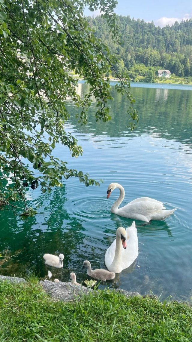 Hình nền thiên nhiên đẹp về thiên nga