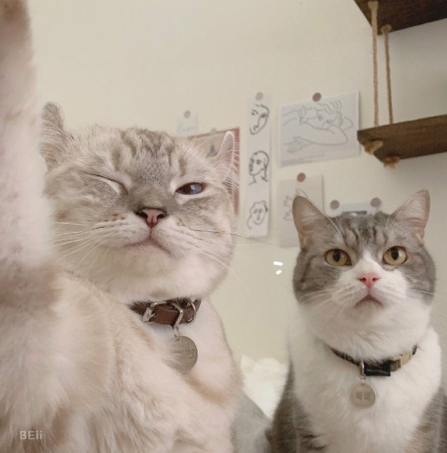 Khoảnh khắc đáng yêu của mèo khi chụp cùng đồng loại