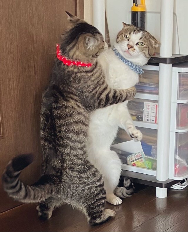 Khoảnh khắc đáng yêu của mèo khi vui đùa cùng mèo