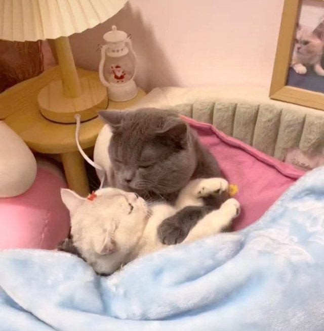 Khoảnh khắc dễ thương của mèo khi vui đùa cùng đồng loại