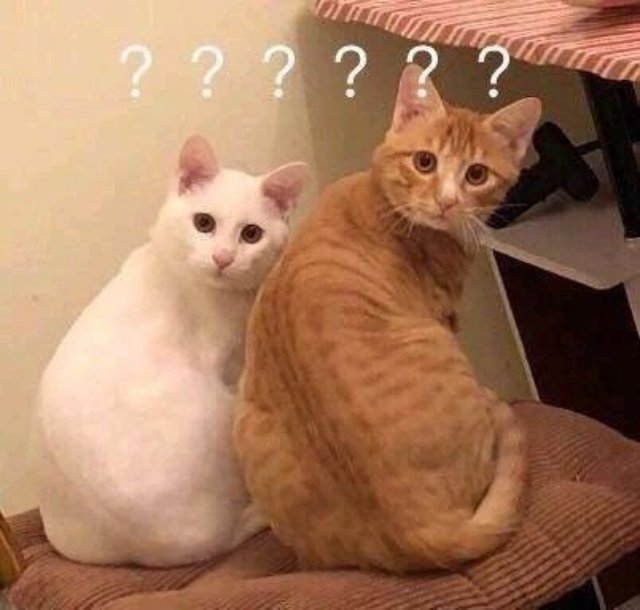 Khoảnh khắc hài hước của mèo khi vui đùa cùng đồng loại mới nhất 2026Khoảnh khắc hài hước của mèo khi vui đùa cùng đồng loại mới nhất 2026