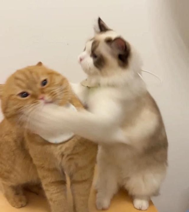 Khoảnh khắc hài hước của mèo khi vui đùa cùng đồng loại