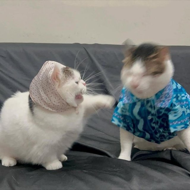 Khoảnh khắc hài hước của mèo khi vui đùa