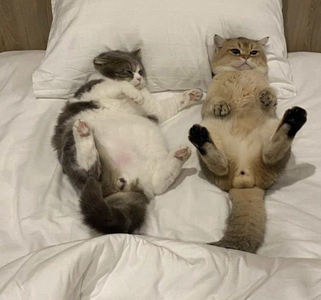 Khoảnh khắc nằm giơ chân của mèo khi vui đùa cùng đồng loại