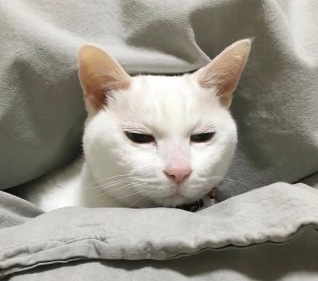 Meme con mèo bựa với biểu cảm hoang mang