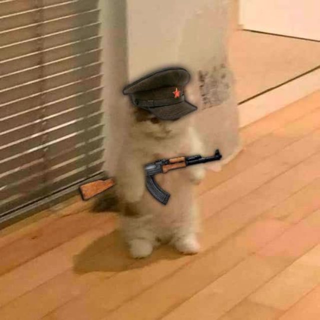 Meme con mèo cầm súng 2026