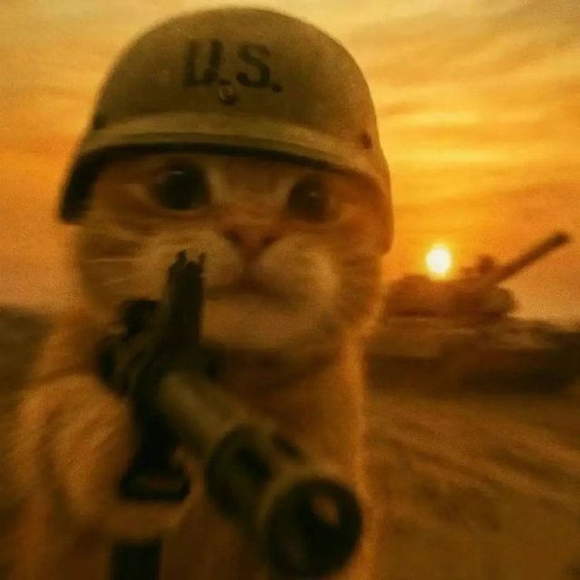 Meme con mèo cầm súng quân đội