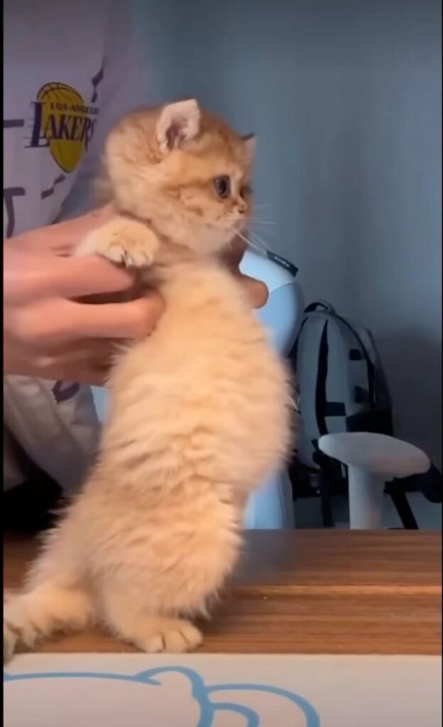 Meme con mèo giận dỗi cute