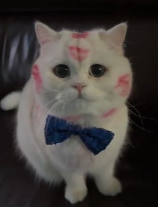 Meme con mèo dễ thương