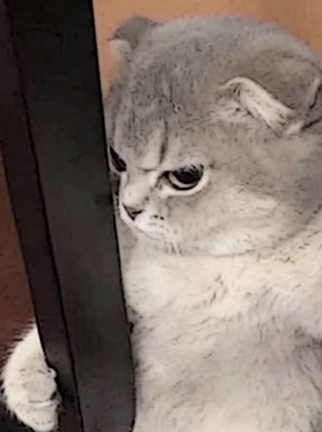 Meme con mèo giận dỗi cute