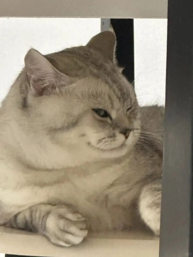 Meme con mèo giận dỗi liếc mắt