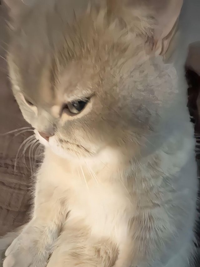 Meme con mèo giận dỗi