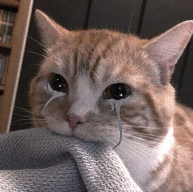 Meme con mèo khóc cười cute
