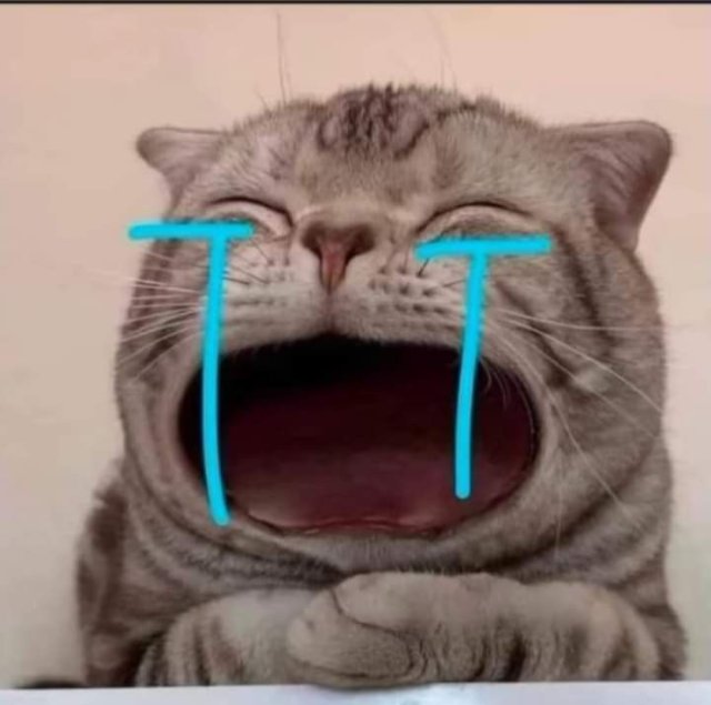 Meme con mèo khóc cười